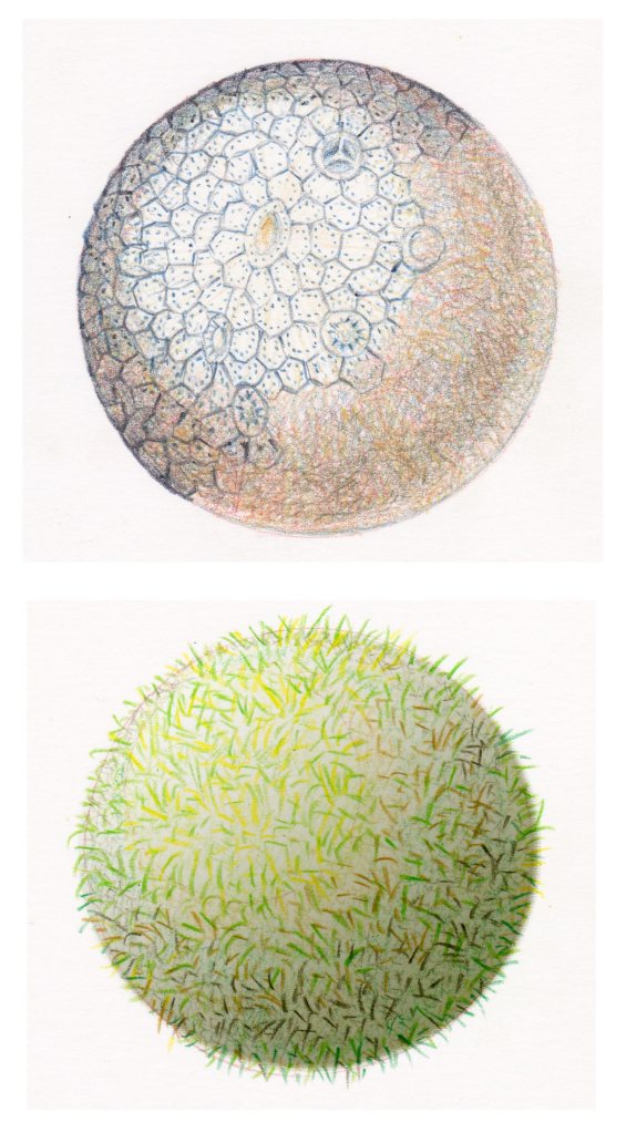 deidhrewauchop drawing WIP